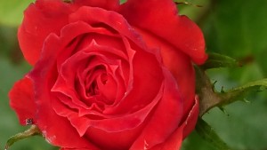 BRISTOL SCARLET (miniature)